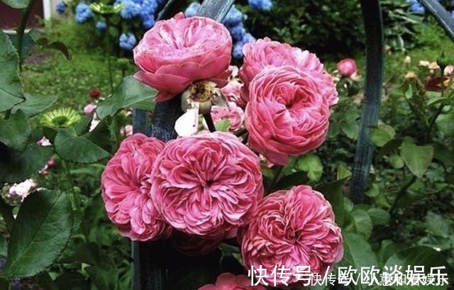 柳酸|掉落的“树皮”捡回家,花盆里埋“2块”,花卉根系“窜出来”