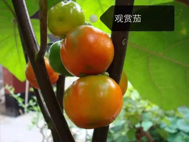 150种常见植物及花卉，你认识几个？