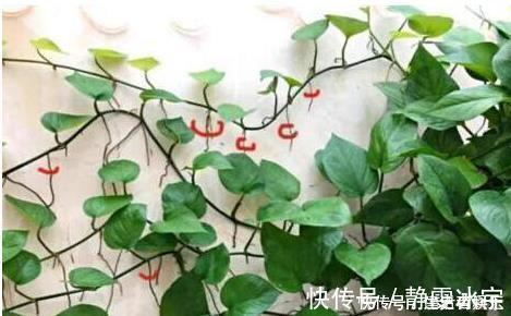 盆土太硬了?用它泡一泡,浸盆浇,土壤透气有营养,还养根