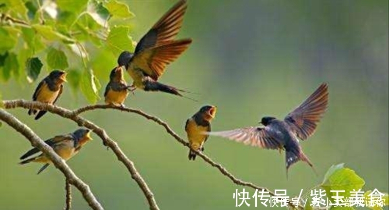 千门万户曈曈日!等闲识得东风面,万紫千红总是春。千古名诗12句请你来评