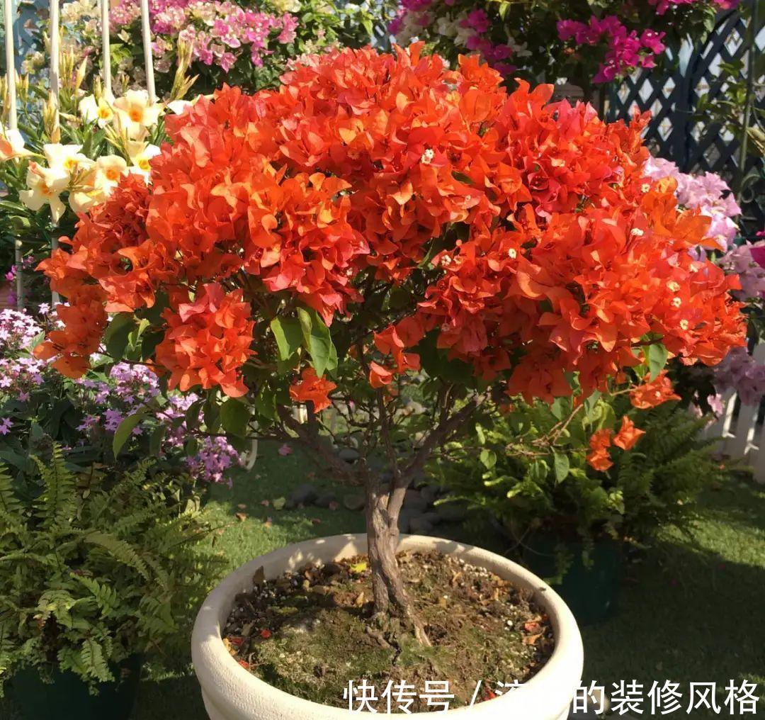 这花就要养老桩,年年开花,越老越值钱