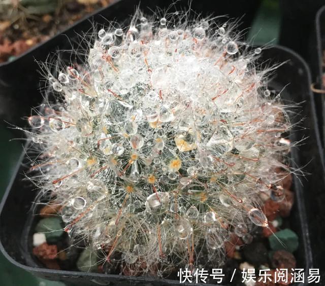 10种不能淋雨的花,淋完雨就死,盆栽养花注意事项