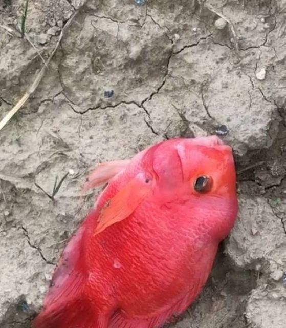 这鱼在漠阳江快泛滥了，钓鱼人：到处都是，所幸还好吃