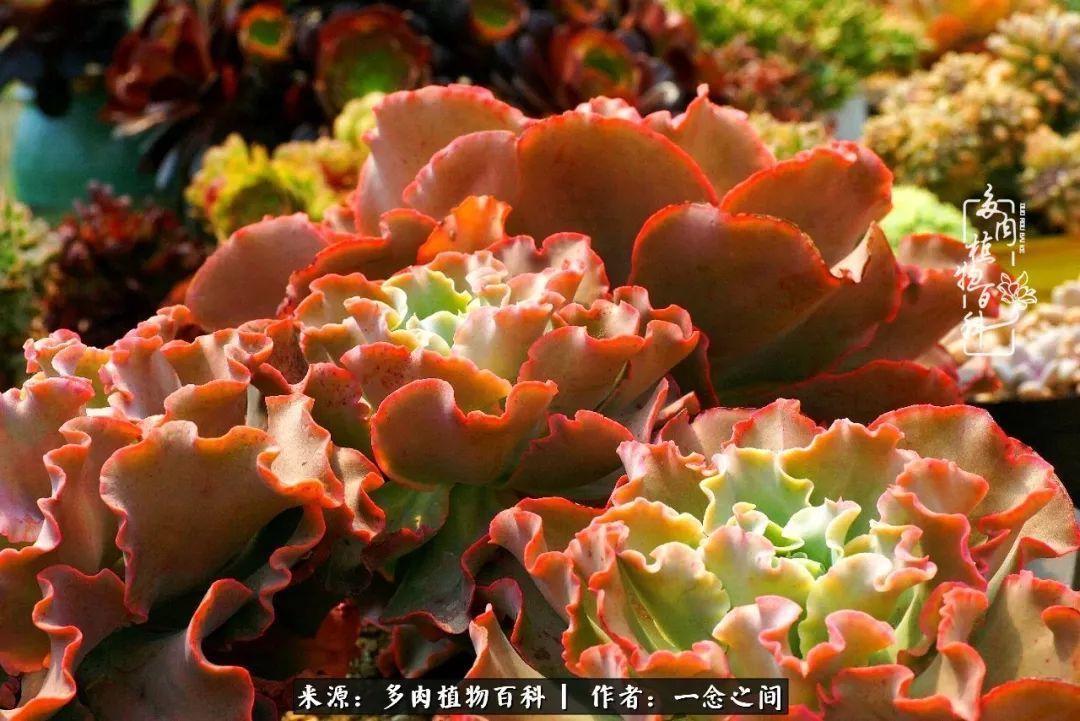 群友聊多肉没有最二只有更二,爆笑百科二群的二货二事!