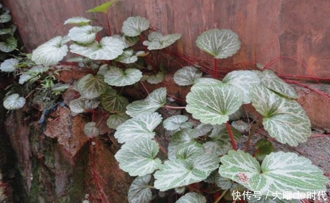  小毒|潮湿坎壁上生长的这种植物，有小毒，却对化脓性中耳炎有疗效