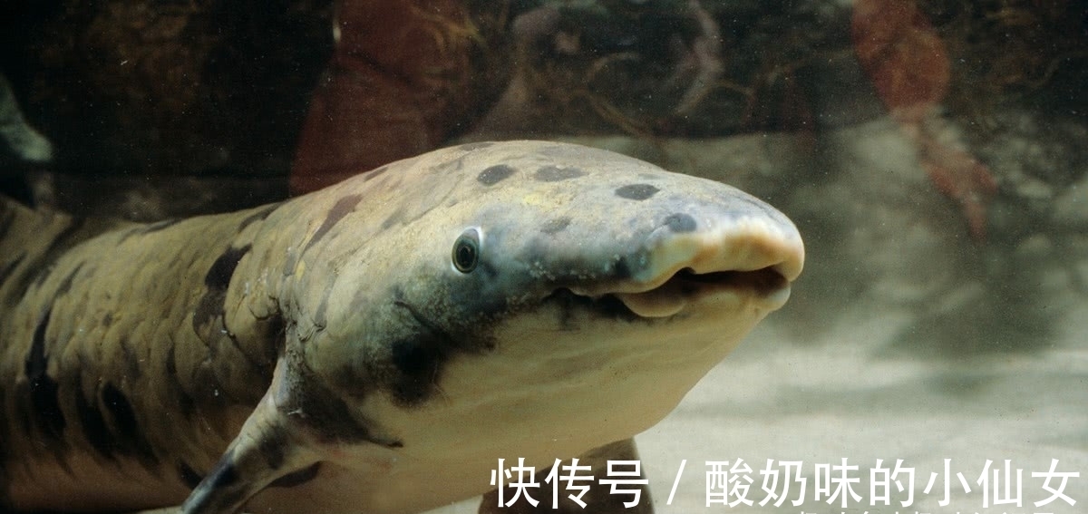 趣味冷知识分享(三十七)快来一起涨知识吧!