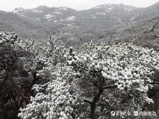 崂山|崂山：飞雪迎春，千树万树梨花开