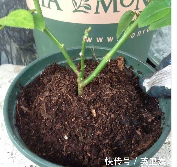 养月季花，做好“3点”，保证少生病开花多，一整年都有花赏