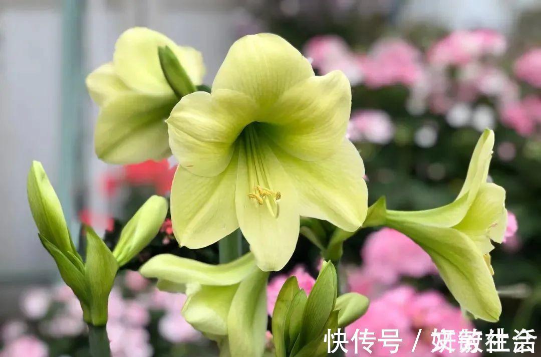 家里养盆朱顶红，开花个个比脸大，牛年养它“注定红”！