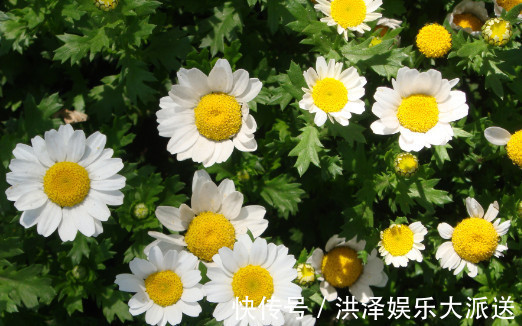 喜欢菊花,不如养盆“菊中珍品”,似魅力红颜,国色天香