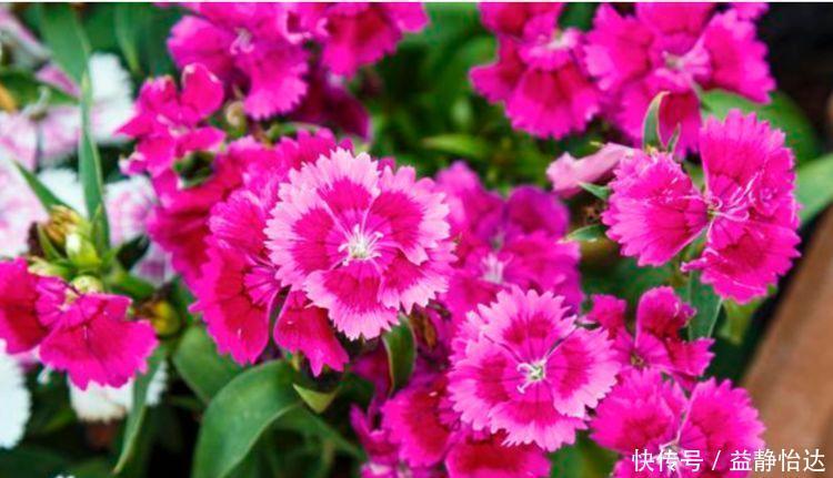 五彩|家里养上4种花,直接变成百花园,花朵硕大、花期长,漂亮好养!