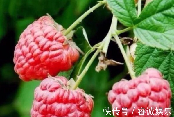 衰老|女性不想变成黄脸婆,多吃3种食物,滋养肌肤,延缓皮肤衰老