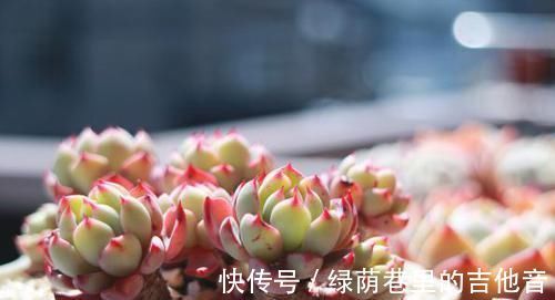 多肉|多肉叶子不着色,该怎么解决?做到这些,上色容易还格外好看