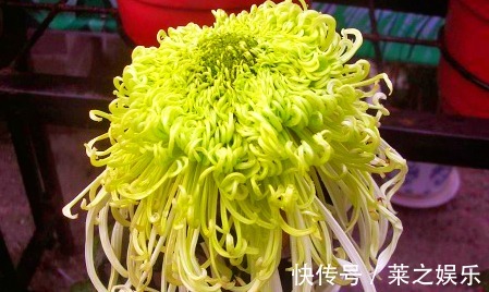 花友们|喜欢菊花,不如养盆“菊中珍品”东湖仙子,似翩翩仙女,优雅窈窕