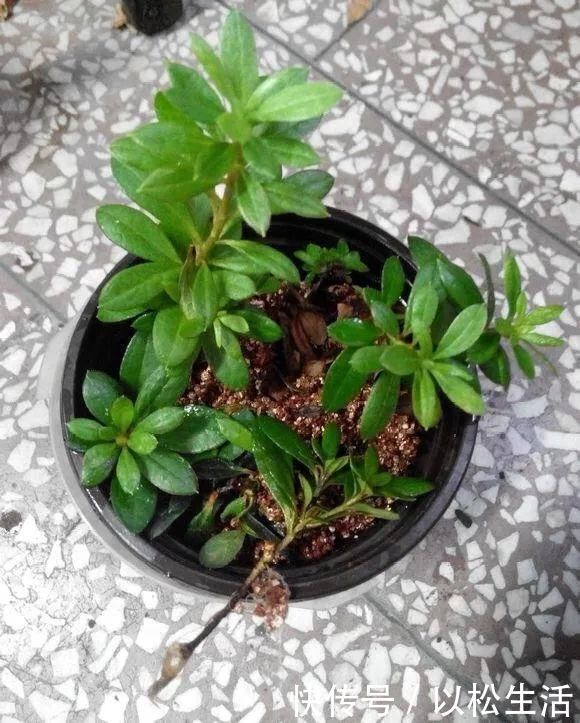 6月,最适合扦插的花,一插就活,大白根冒疯了