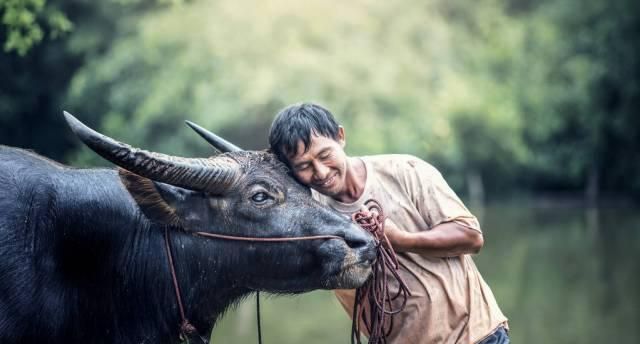 水牛|心头无物方自由，沩山水牛的自由境界
