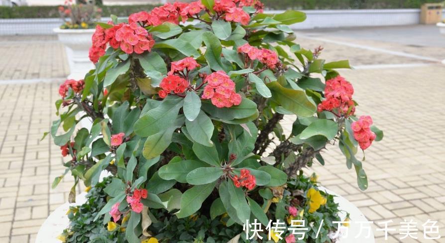 枝叶|这4方面养护到位，虎刺梅才不出问题，枝叶茂盛，到了花期就开花