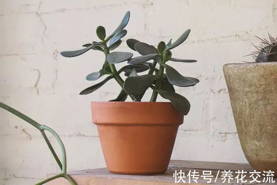 掌握8点养好玉树的技巧,其他景天科青锁龙属的多肉都能养好了