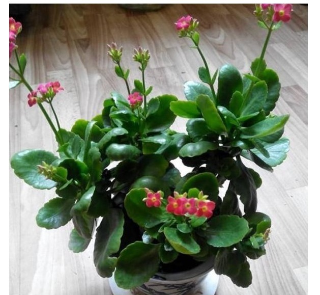 想要长寿花多开花，老妈往盆里埋个它，花苞蹭蹭窜，不用管也爆盆