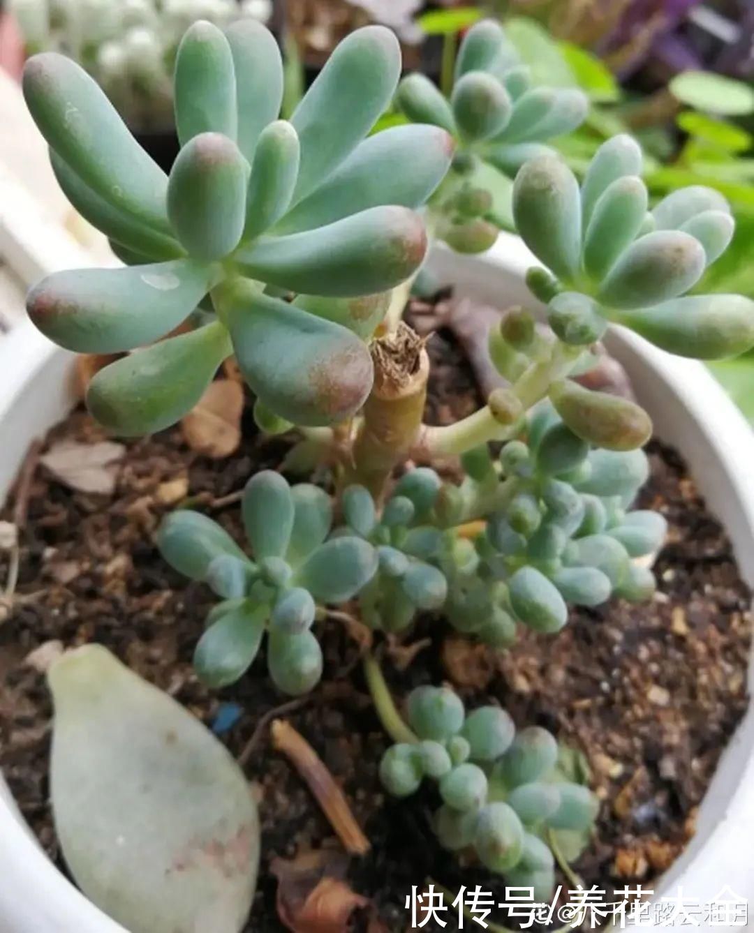 3月是给花剃头的好时机，现在狠心剪，下月就开花