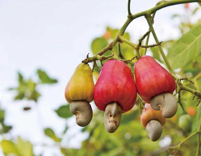 八月瓜|农村野果大全,儿时常吃的味道,吃过15种以上没多少人!