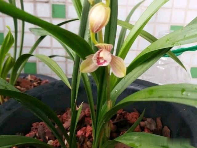 兰花“烂根”了,就用这“4步”,轻松解决,新根长不停!