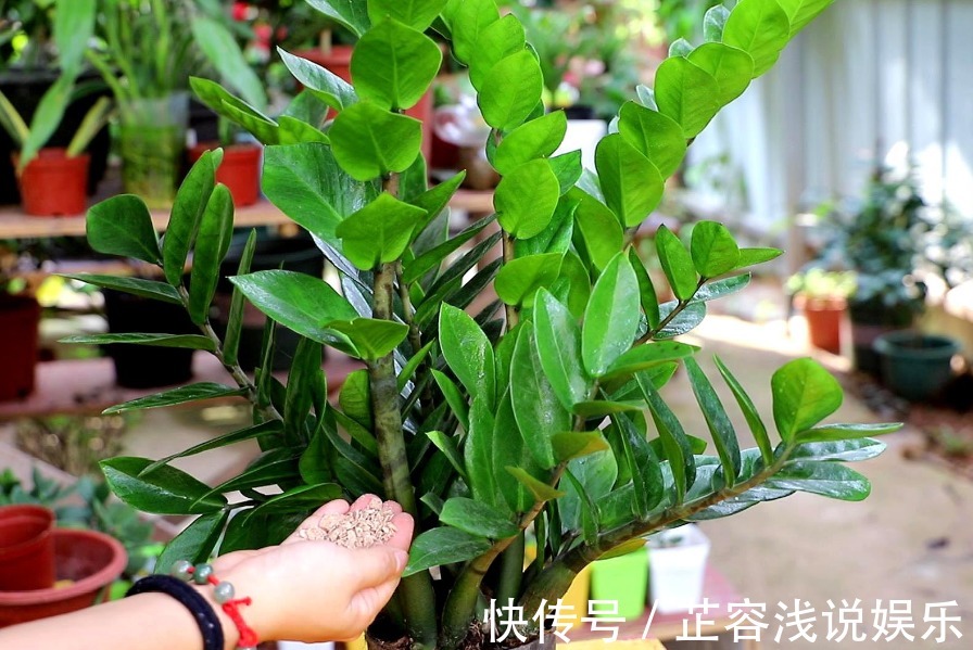 想要金钱树叶子油亮,夏季“这样”做,新手也能养爆盆