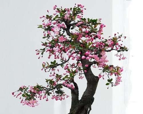 养花还不知道选啥?八种花从古到今一直受人喜欢,你家里有吗