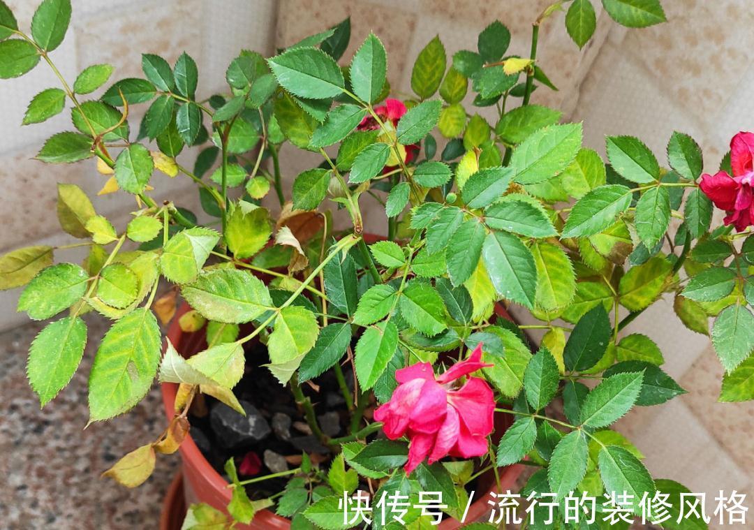 黄叶|养花“黑名单”实在太难养,心累