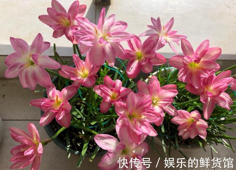 4种“懒人花”,适合“上班狗”,不用费时打理,好看好养好开花