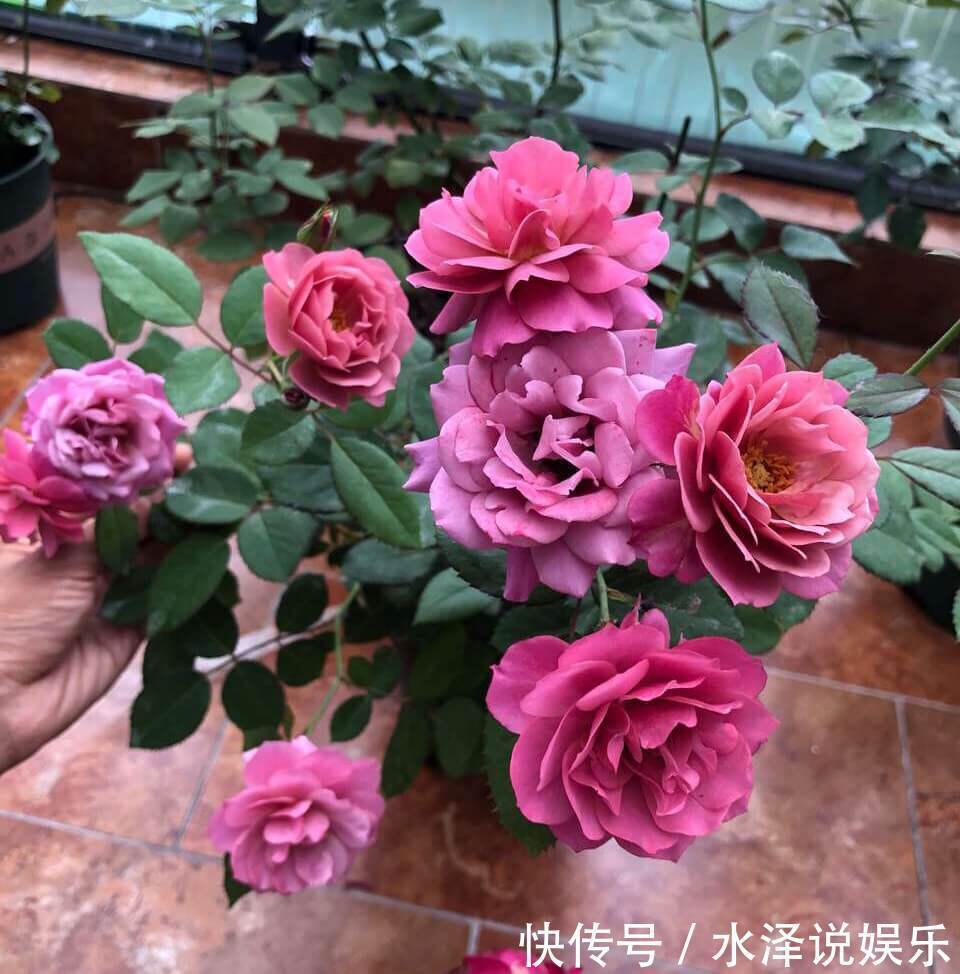 磷酸二氢钾|2种促进植物开花的“万能肥”,花期前,浇水加一勺,蹭蹭冒花苞