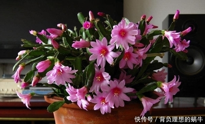 光照|蟹爪兰迎来花期,养护避免“4个动作”,花苞一个不落,越开越美