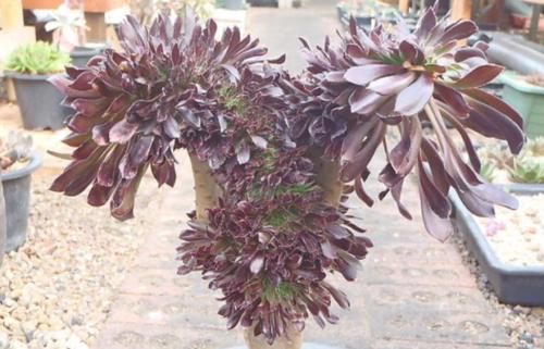 多肉黑法师能在卧室养吗？当然不行，它甚至都不适合放在室内养护