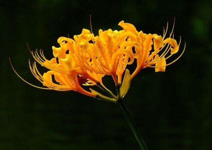 此花花姿妖娆,绽放出风韵独具金灿灿的花朵,寓意为爱的很痛苦