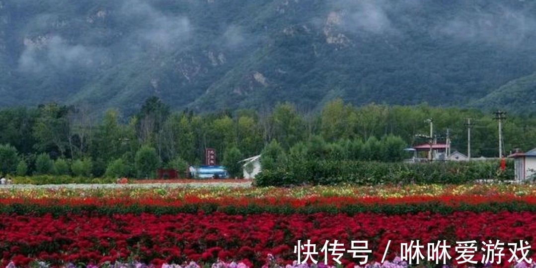 覆盖率|北京有一片花海位于绿水青山之间，四季都有鲜花盛开，环境幽静！