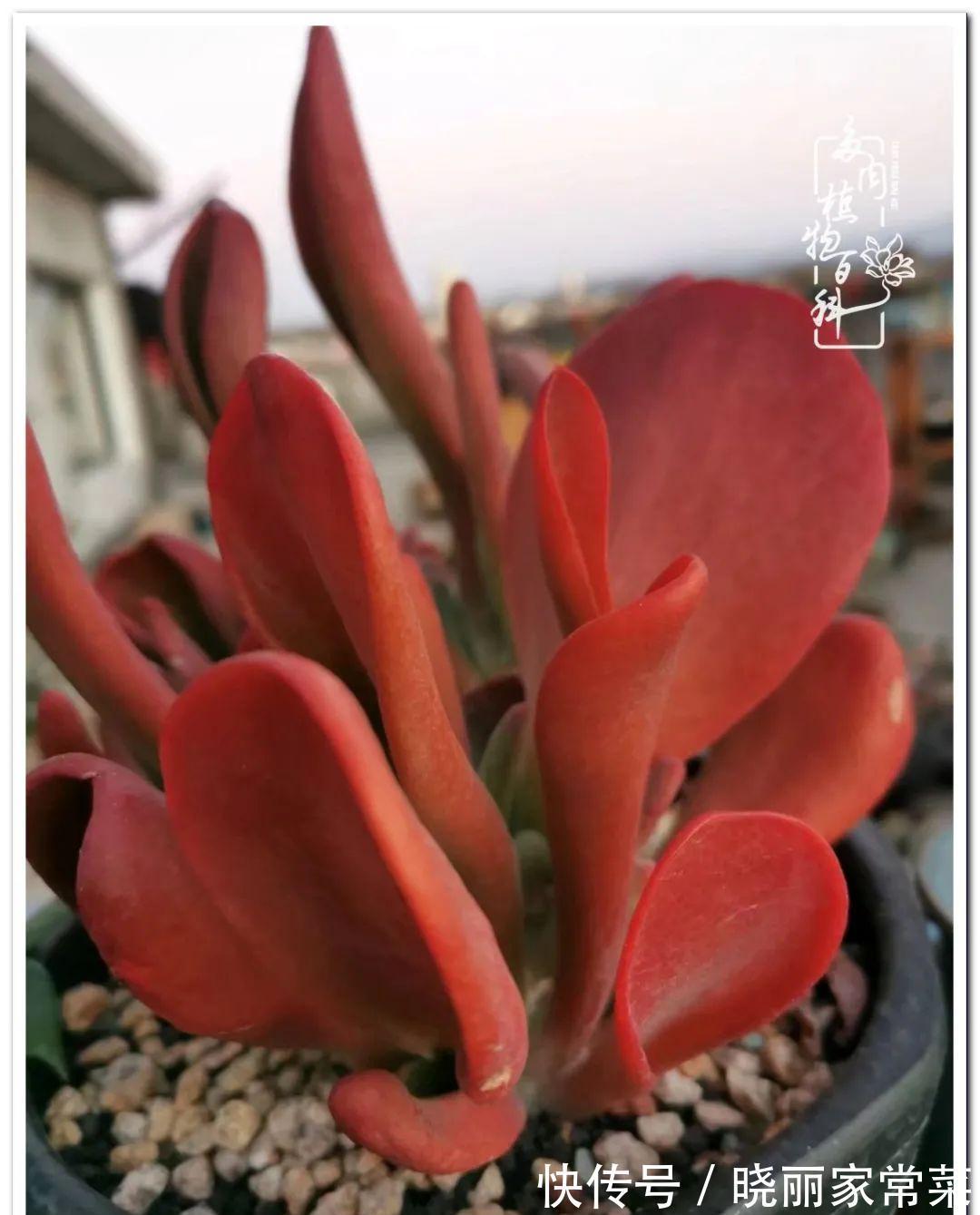 百科|多肉之路,让我沉醉,浮世三千,有肉就欢!