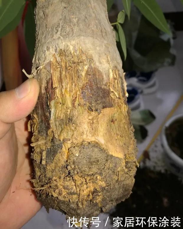 容易被水浇死的“6种花”,养不活都是由于手太勤