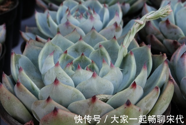 如果不是万不得已,3种花年后再买,省钱又好养