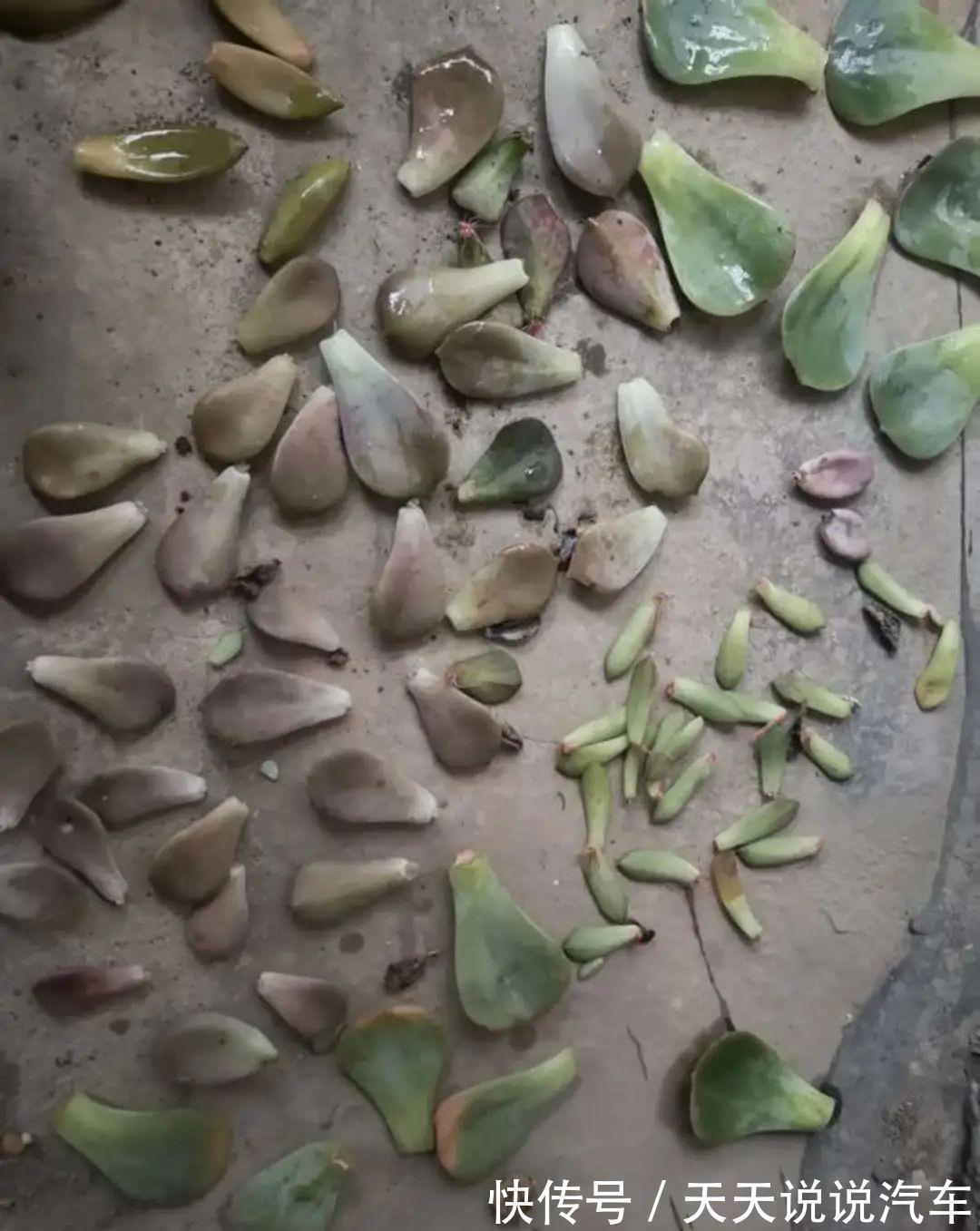 一个多肉小叶片,3个月后养爆盆,咋养的