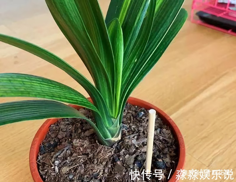 廿六|君子兰夏天易出问题,6个方面做到位,安稳度夏,天凉旺长