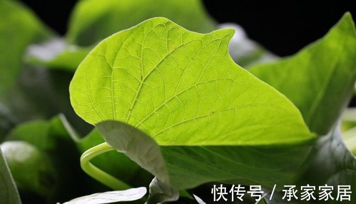 蒜香红薯叶|红薯叶煮鸡蛋,作用实在是太厉害了,省钱又实用,很多人都不晓得