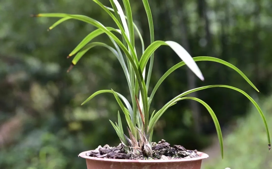 技巧|夏天养兰花,传染病是如何传播的?掌握几个技巧,避免兰花患病害