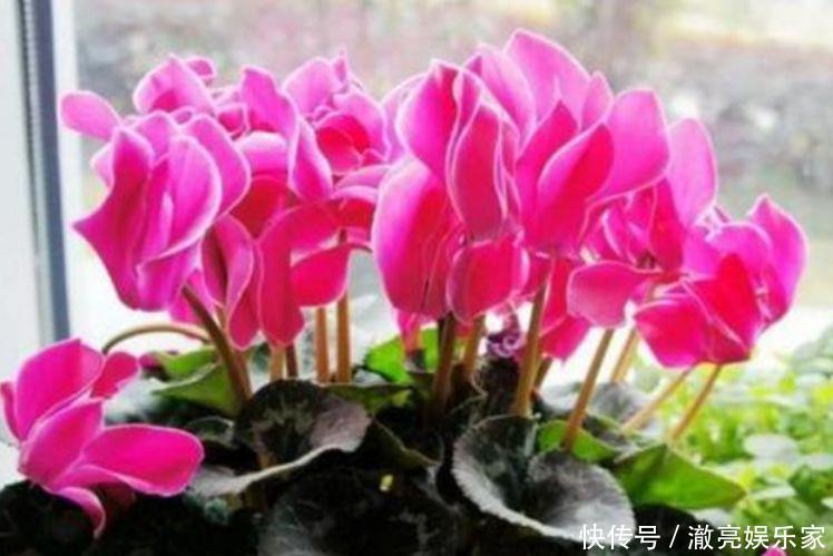 开花最香的4种花,家里养一盆,开花多、长得快,花团锦簇