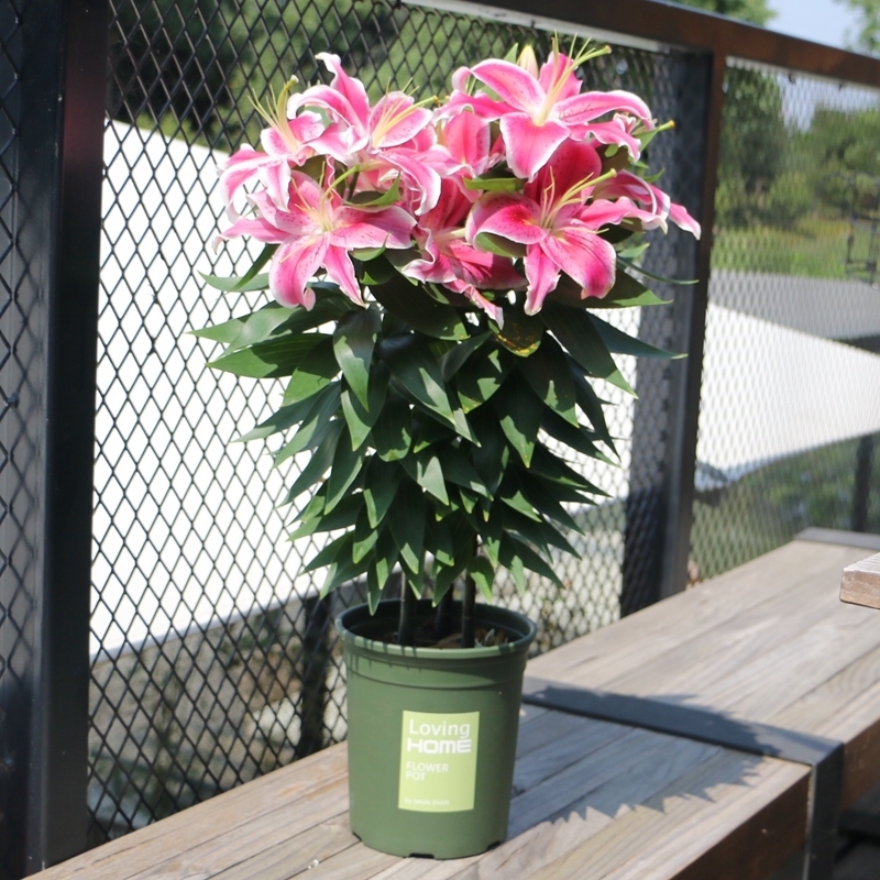 再三提醒不管在哪,要是看见到这种树苗,立马挖走种回家