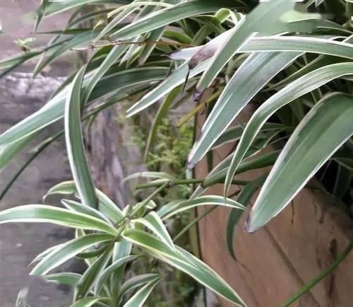 叶子|养吊兰,用上这2种小玩意,叶子宽大又绿,蹭蹭长爆盆