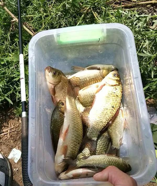 饵料|夏钓没口,浮漂成了“定海神针”,不是水里没有鱼,你得用这4招