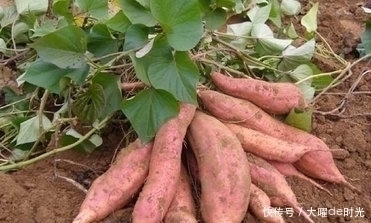 祛斑|每天2根红薯能减肥祛斑,但红薯和此物一起吃,有病也是自找的