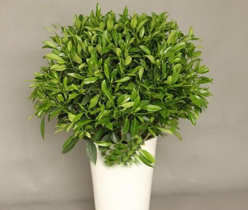  拿来养花|用生活中最常见的一些小东西来养花，让植物疯狂长不停！