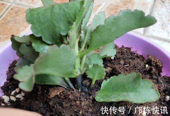 长寿花一换季就生病,不及时消毒,黑腐从头烂到尾!