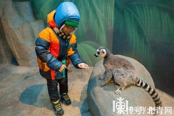 王进喜|观鹤、冬捕、泡汤…… 解锁“鹤舞雪原”冰雪旅游线路的N种玩法